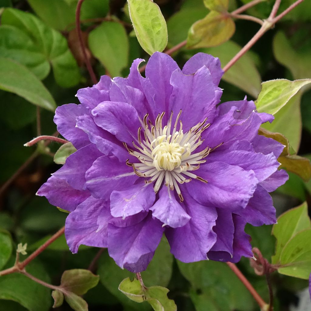 Clematis Kiri Te Kanawa
