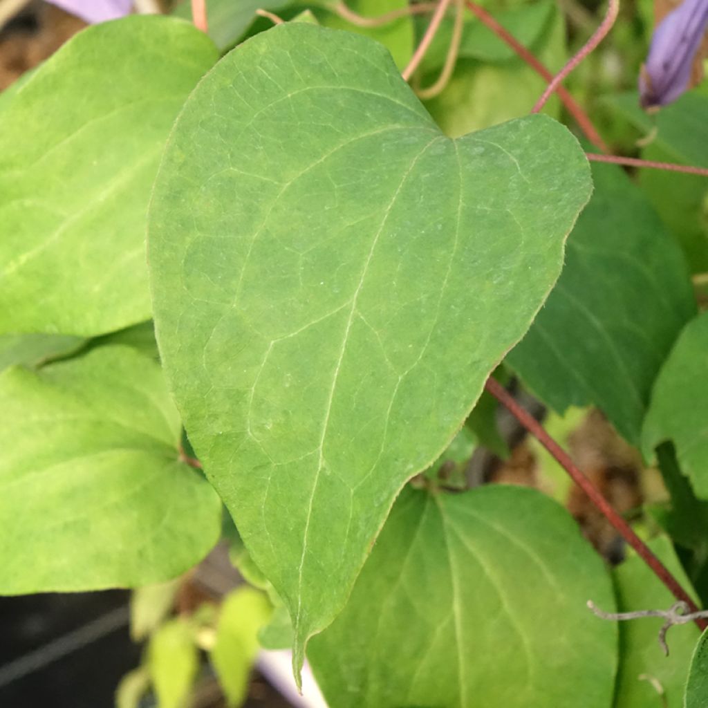Clematis Lawsoniana