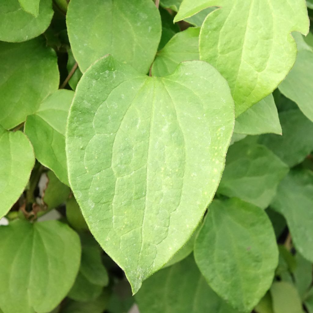 Clematis Mrs Cholmondeley