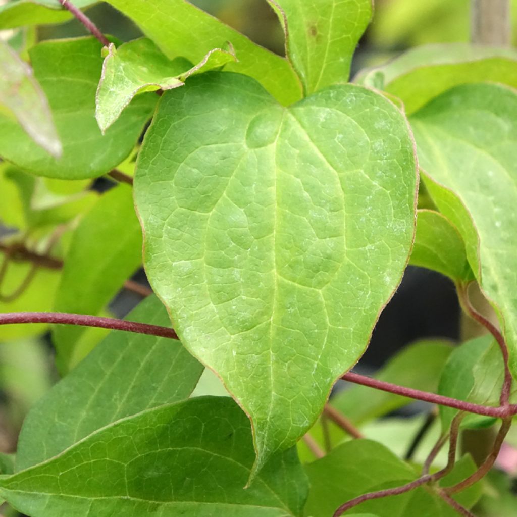 Clematis Mrs. Georges Jackman