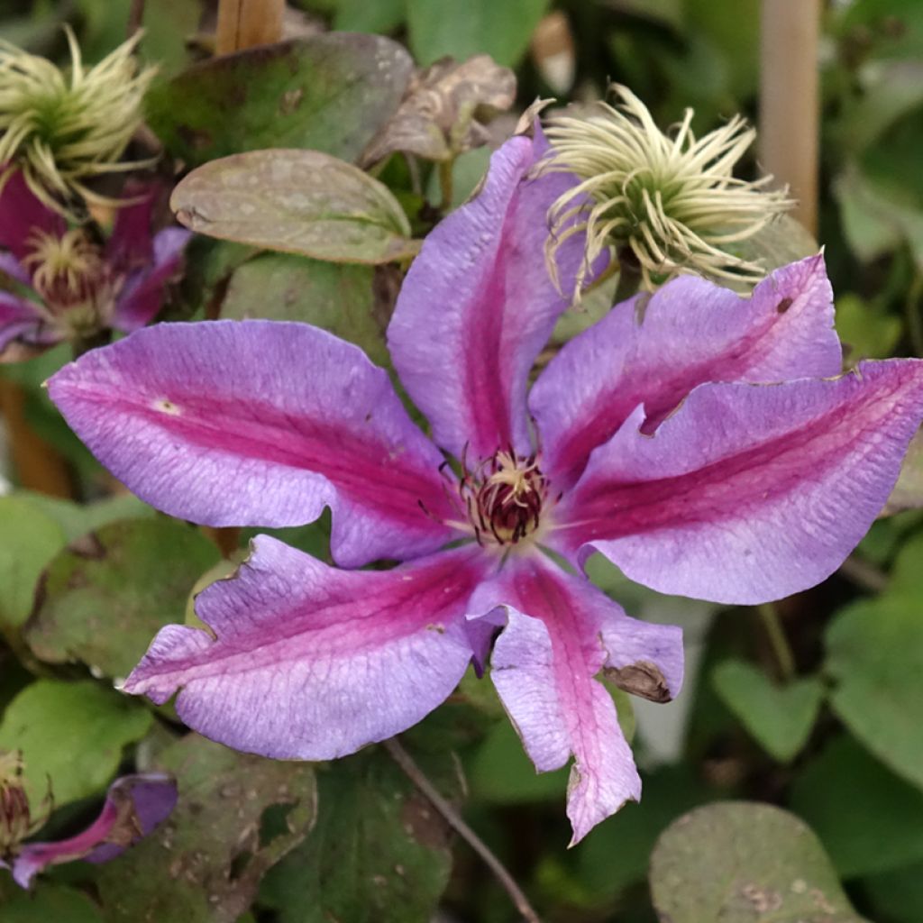 Clematis Mrs N. Thompson