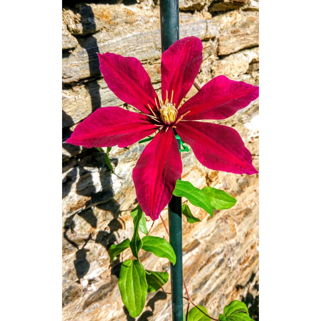 Ma 1ère fleur de clématite !