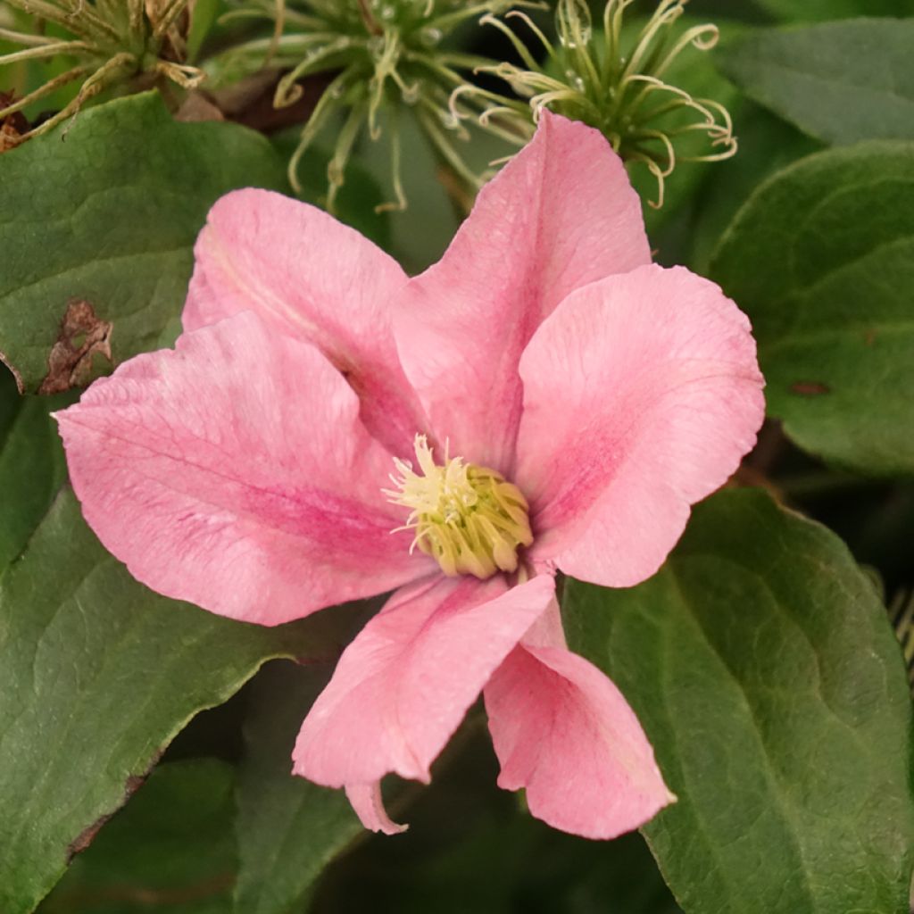 Clematis Rosamunde