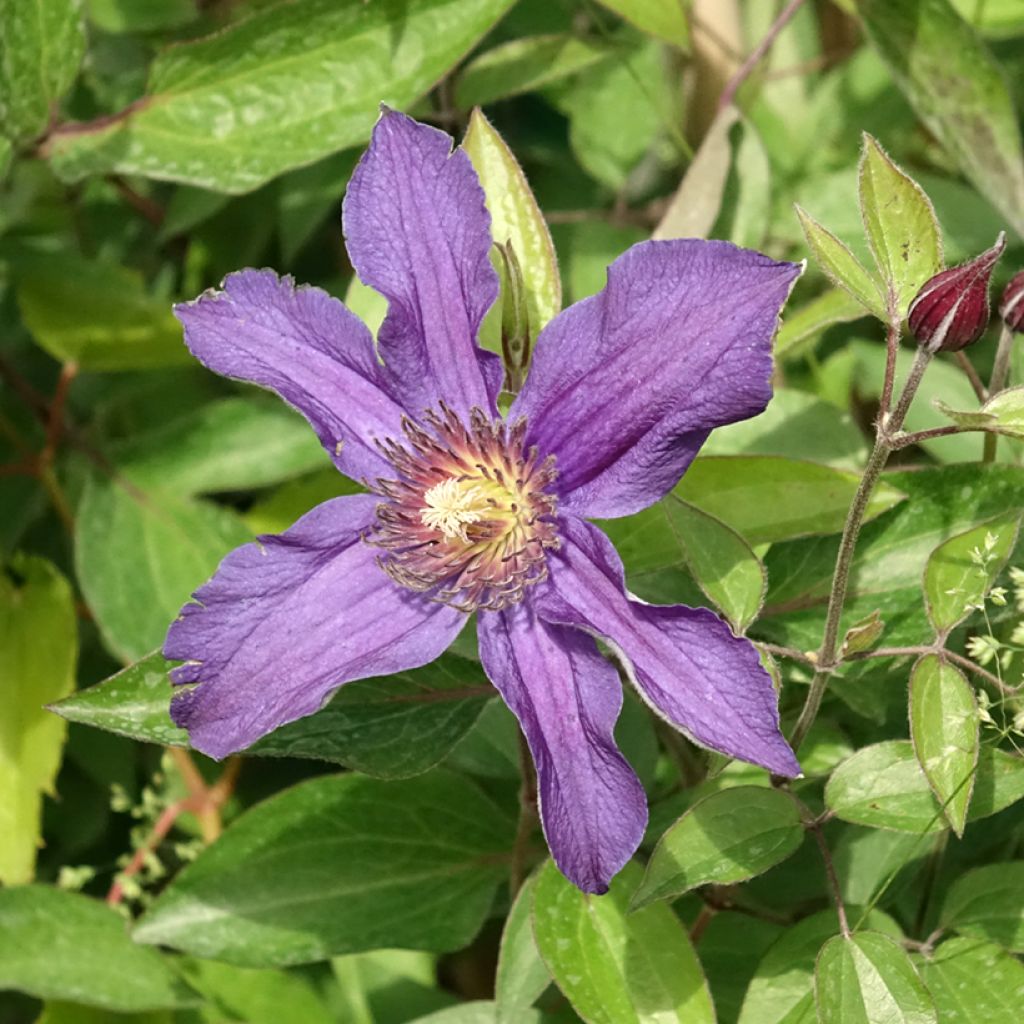 Clematis Saphyra