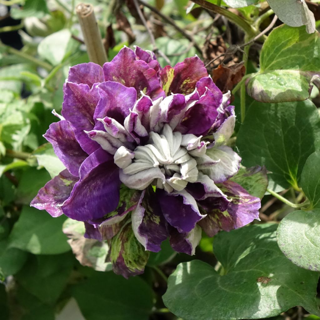 Clematis Shin
