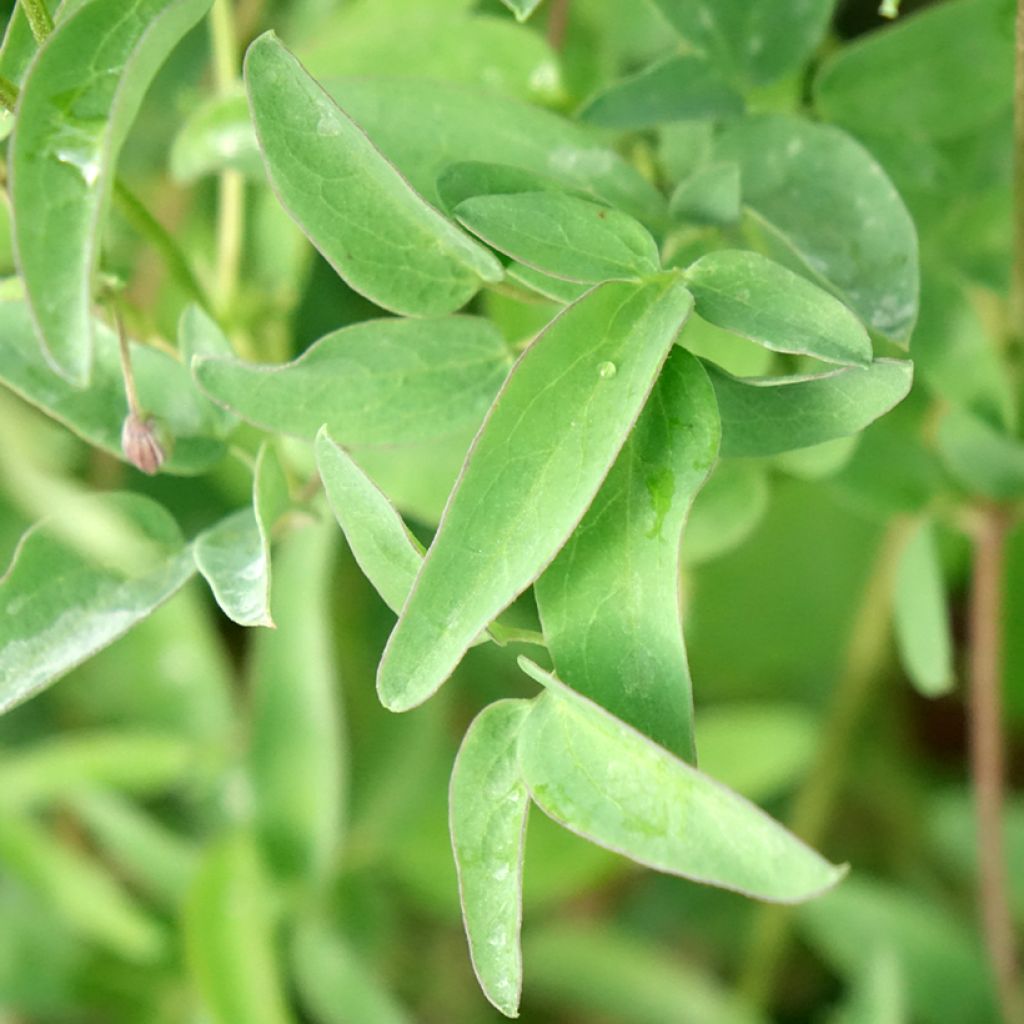 Clematis tangutica My Angel