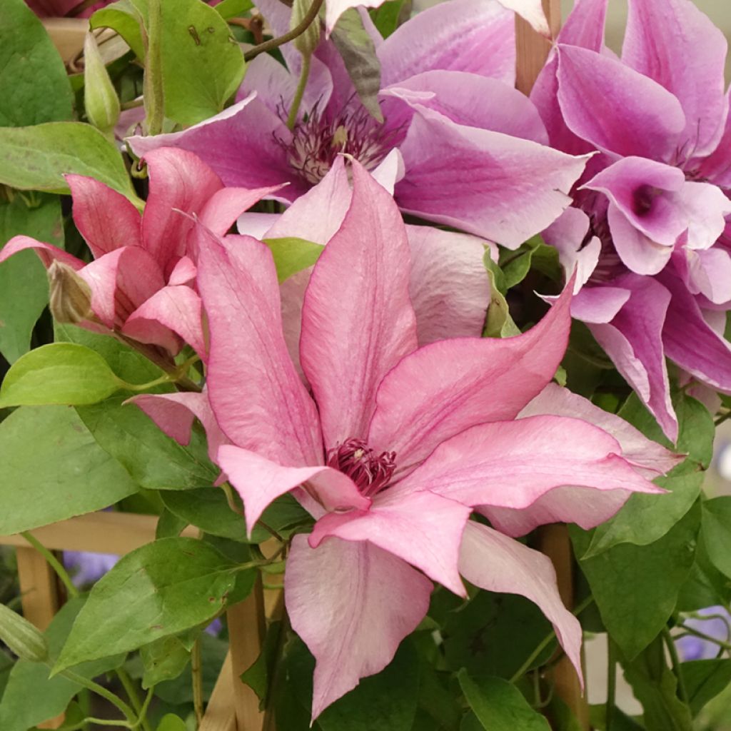 Clematis Mix
