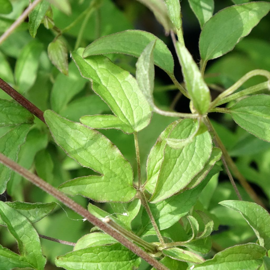 Clematis viticella Sunny Sky