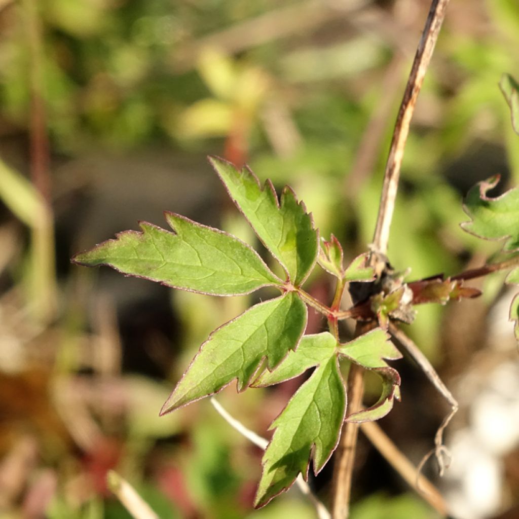Clematis macropetala