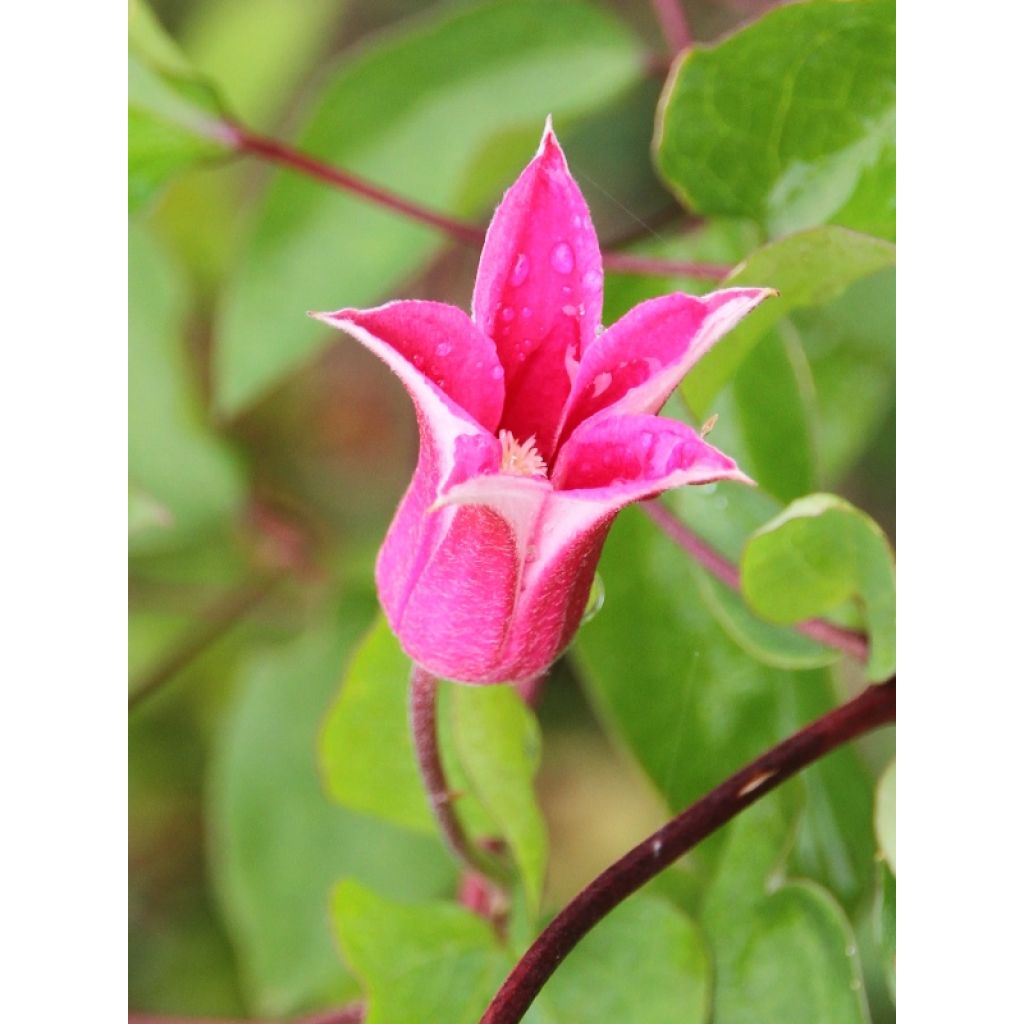 Clématite - Clematis texensis Princesse Diana