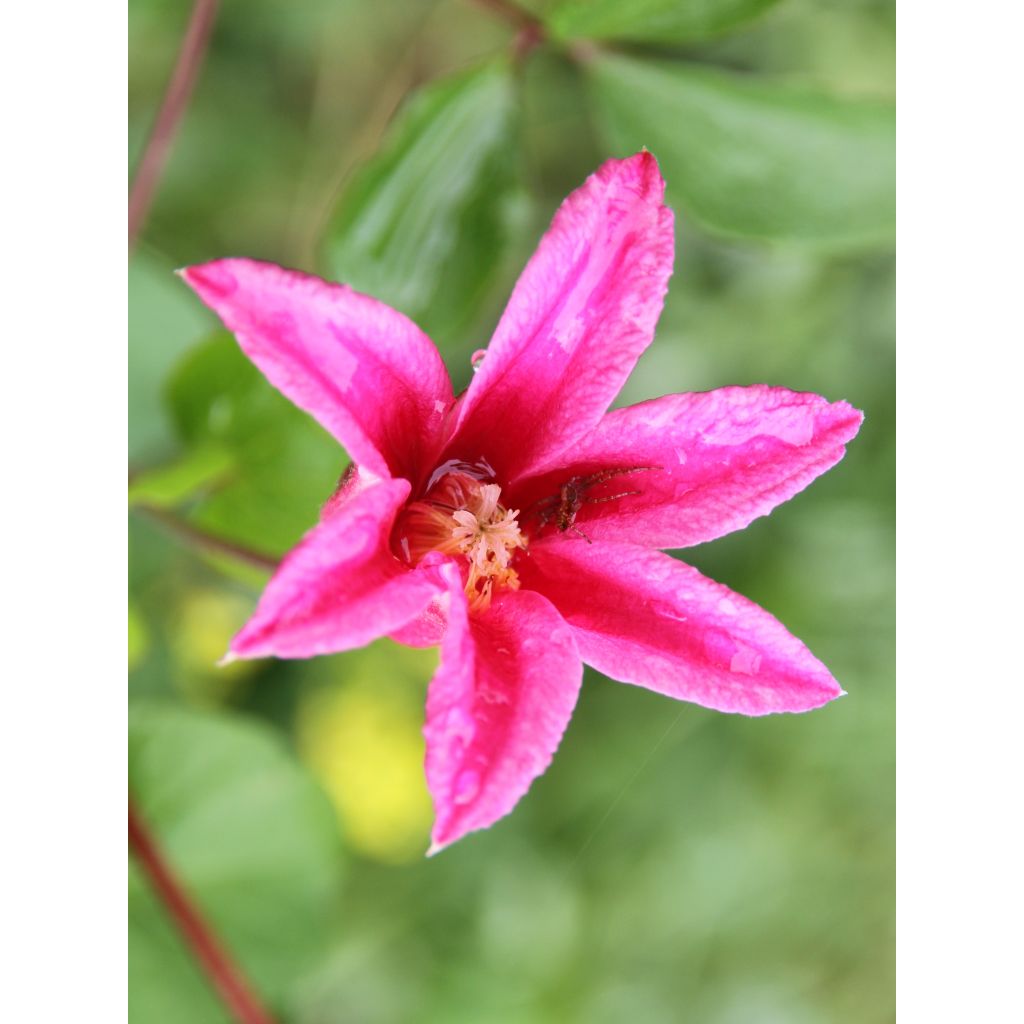 Clématite - Clematis texensis Princesse Diana