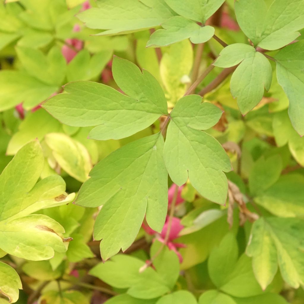Dicentra spectabilis Yellow Leaf