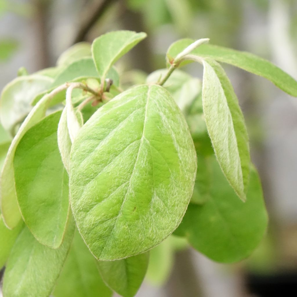 Marmeleiro Aromatnaya - Cydonia oblonga