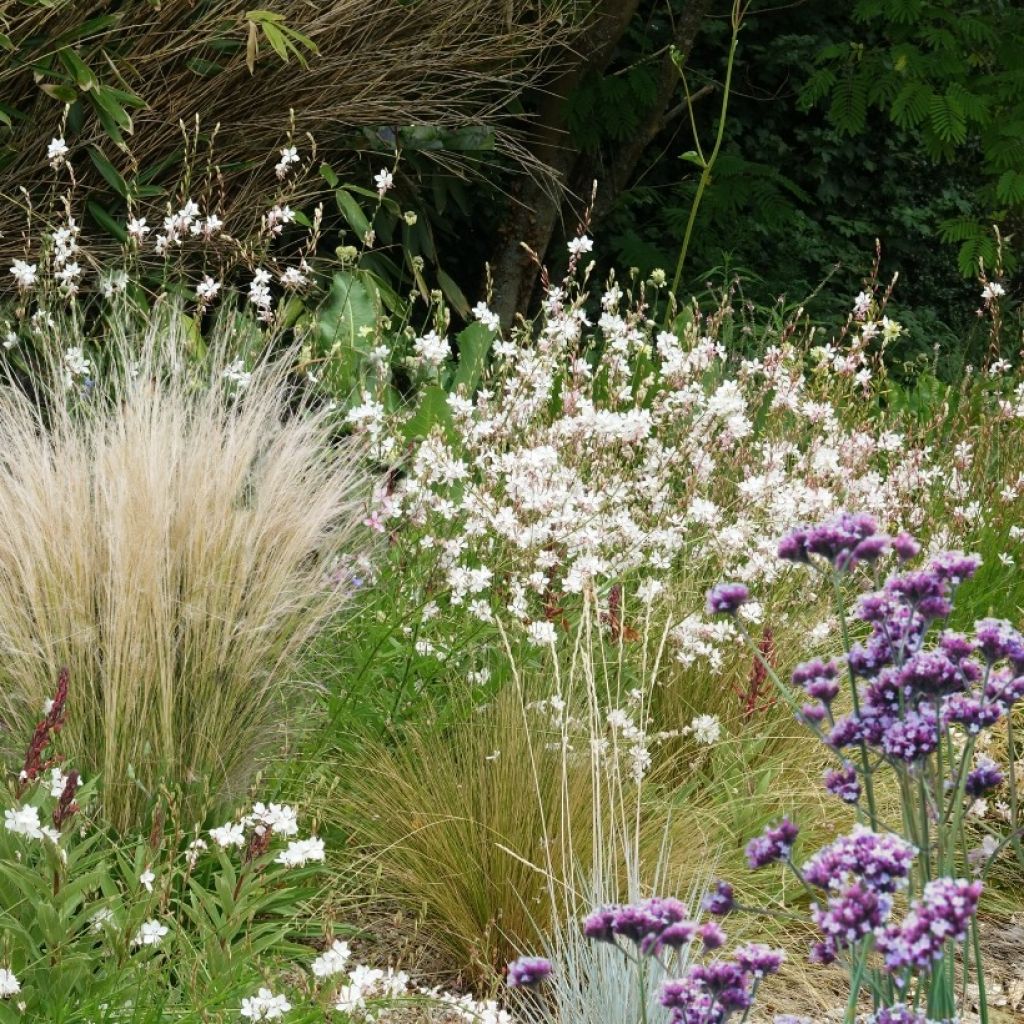 Collection 3 Vivaces indispensables pour le plein soleil