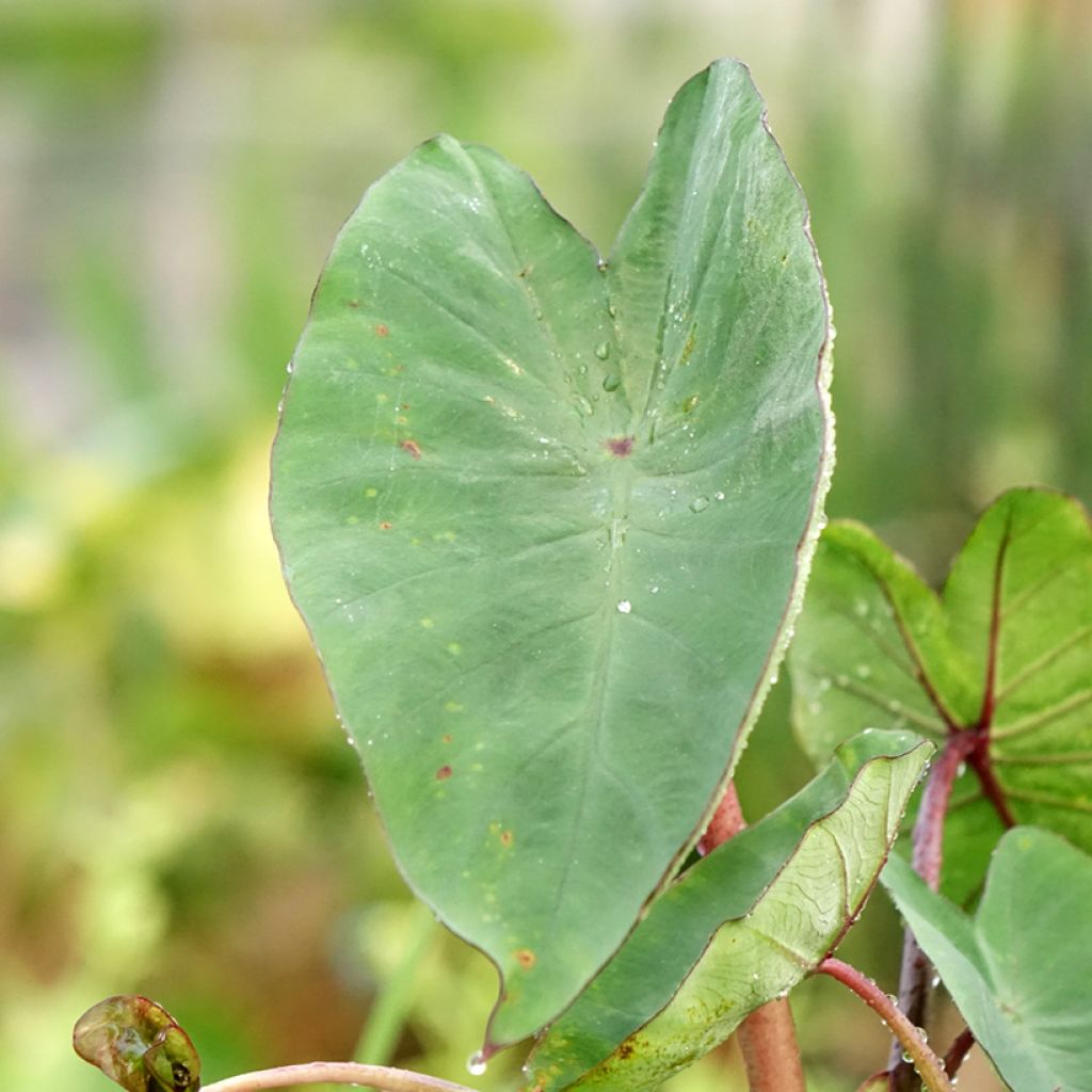 Colocasia esculenta Tea Cup