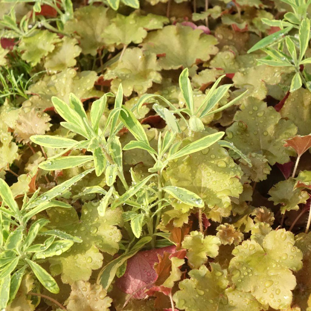 Composition Hidden Treasure - composition de 3 plantes