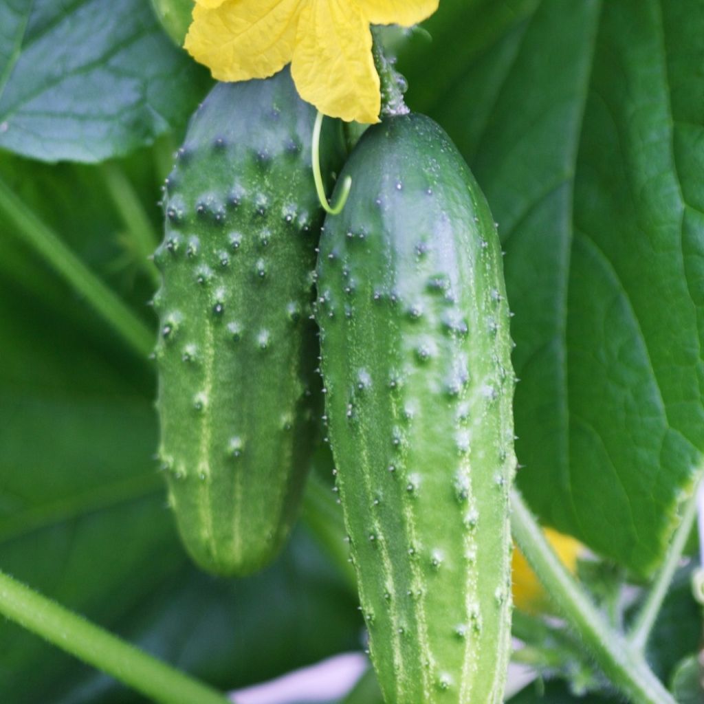 Pepino Le Généreux - O Generoso Vilmorin