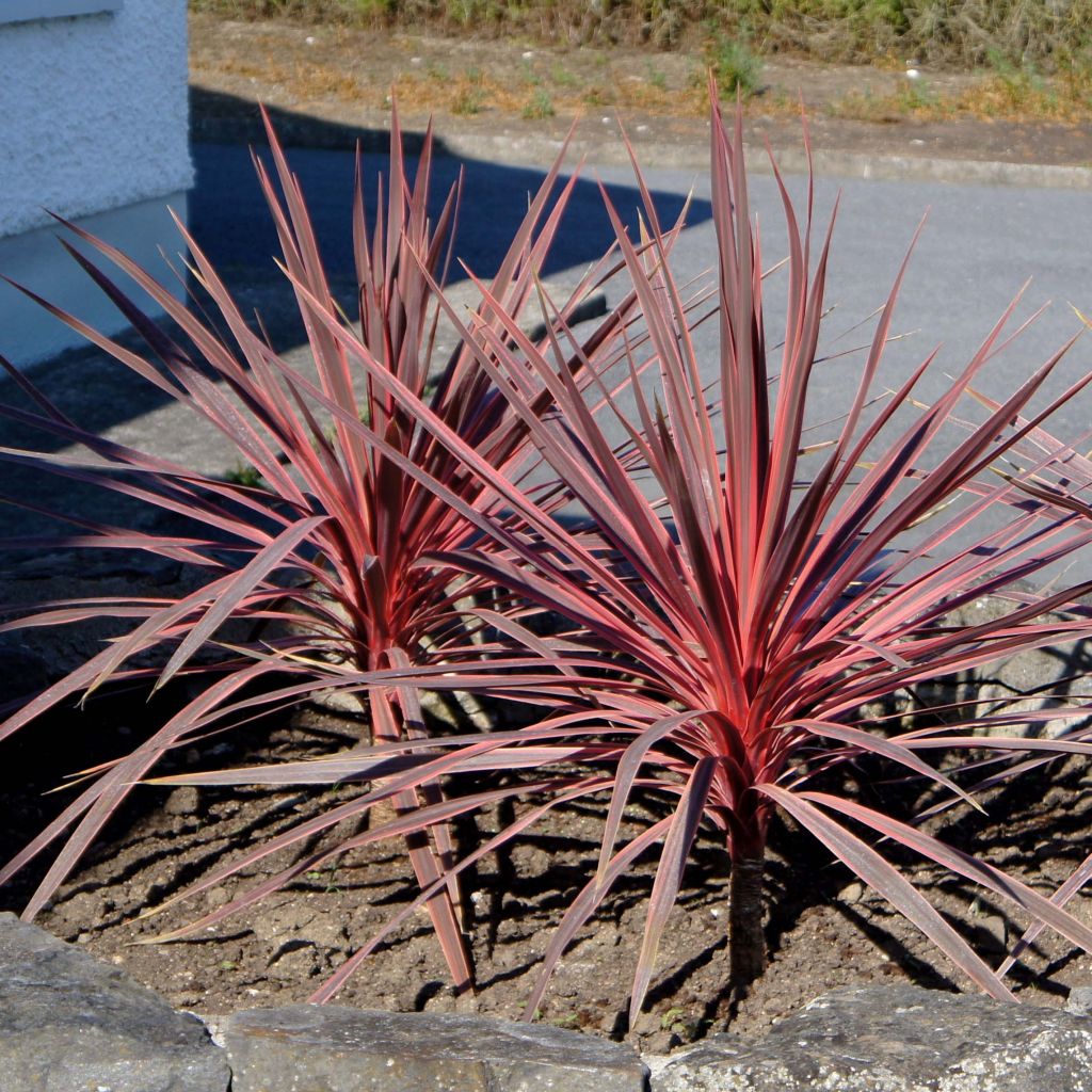 Cordyline Charlie boy®