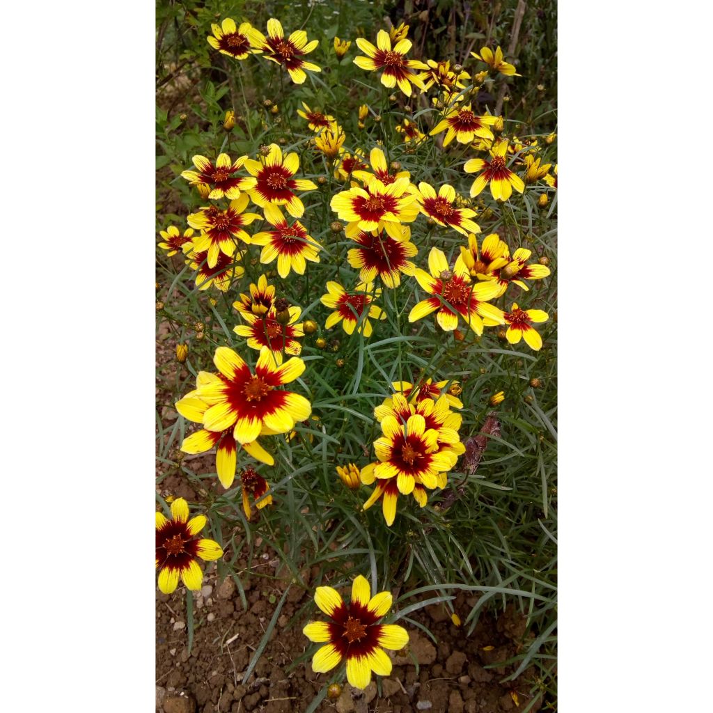 Coreopsis verticillata Bengal Tiger - Coréopsis verticillé
