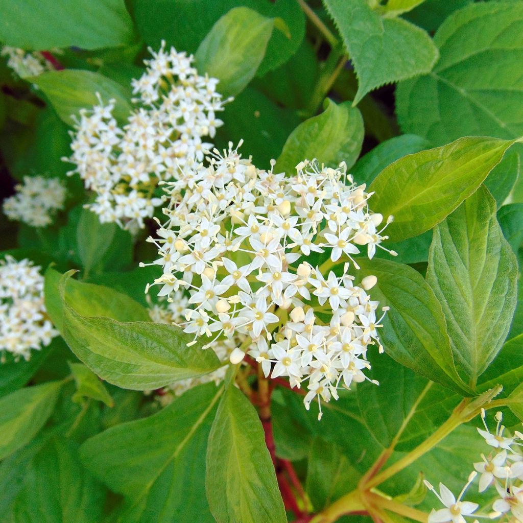 Cornus alba Baton Rouge - Cornouiller blanc à bois rouge