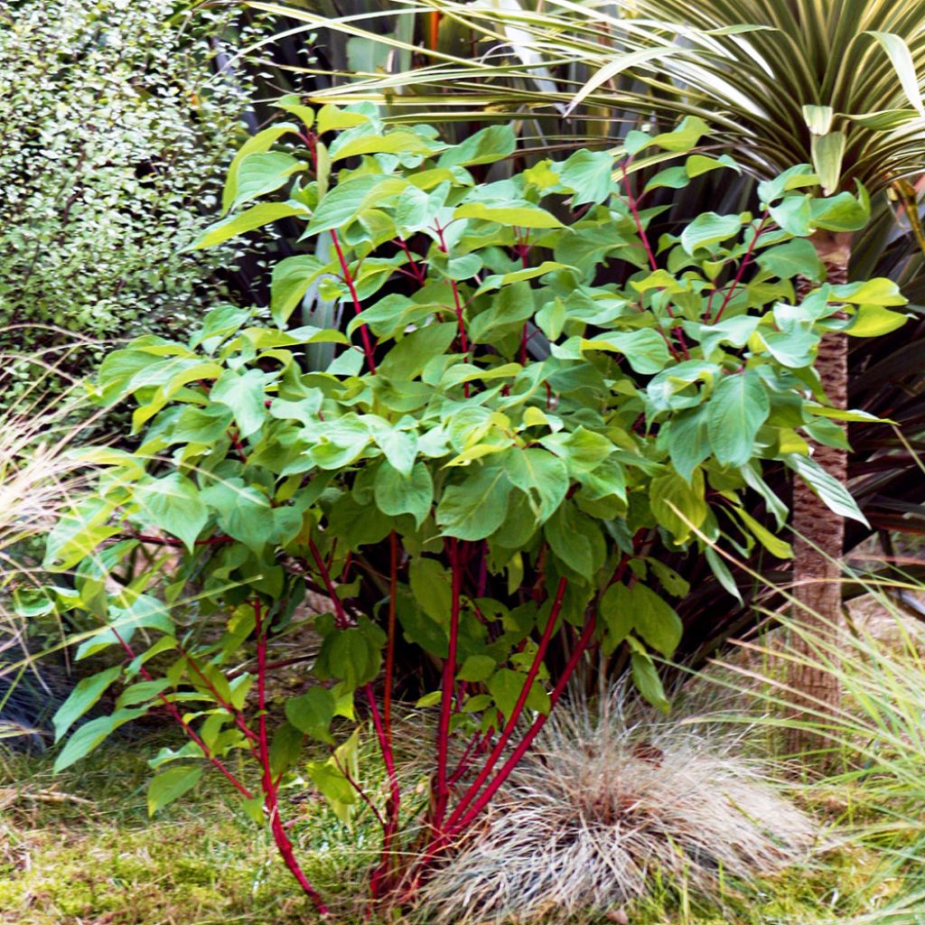 Cornus alba Baton Rouge - Cornouiller blanc à bois rouge