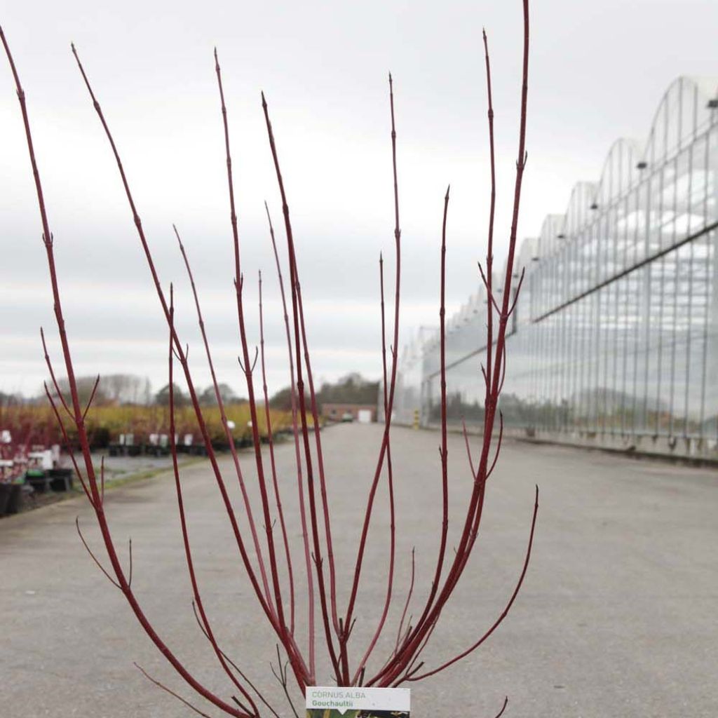 Cornus alba Gouchaultii - Cornouiller blanc