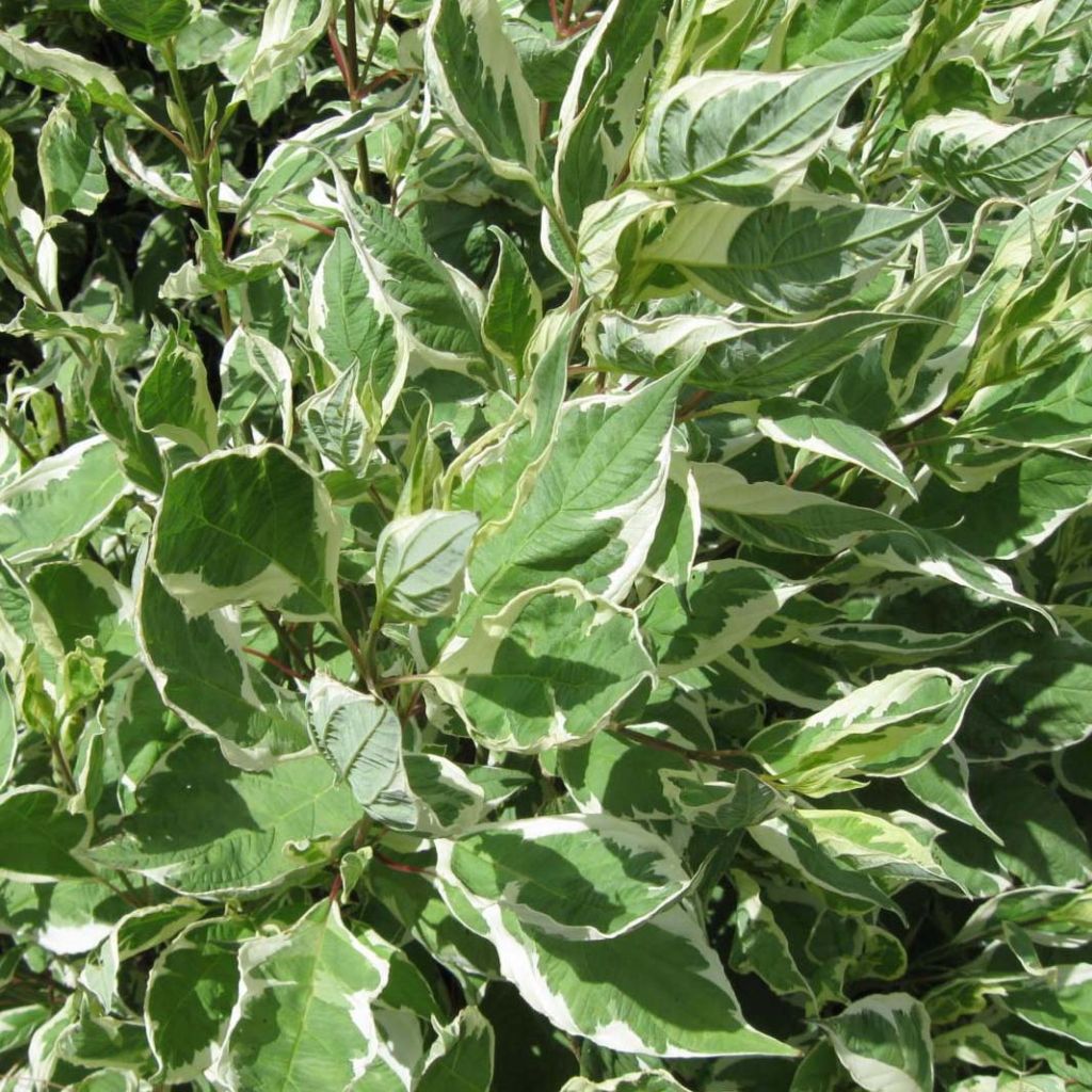 Cornus alba Ivory Halo - Cornouiller blanc