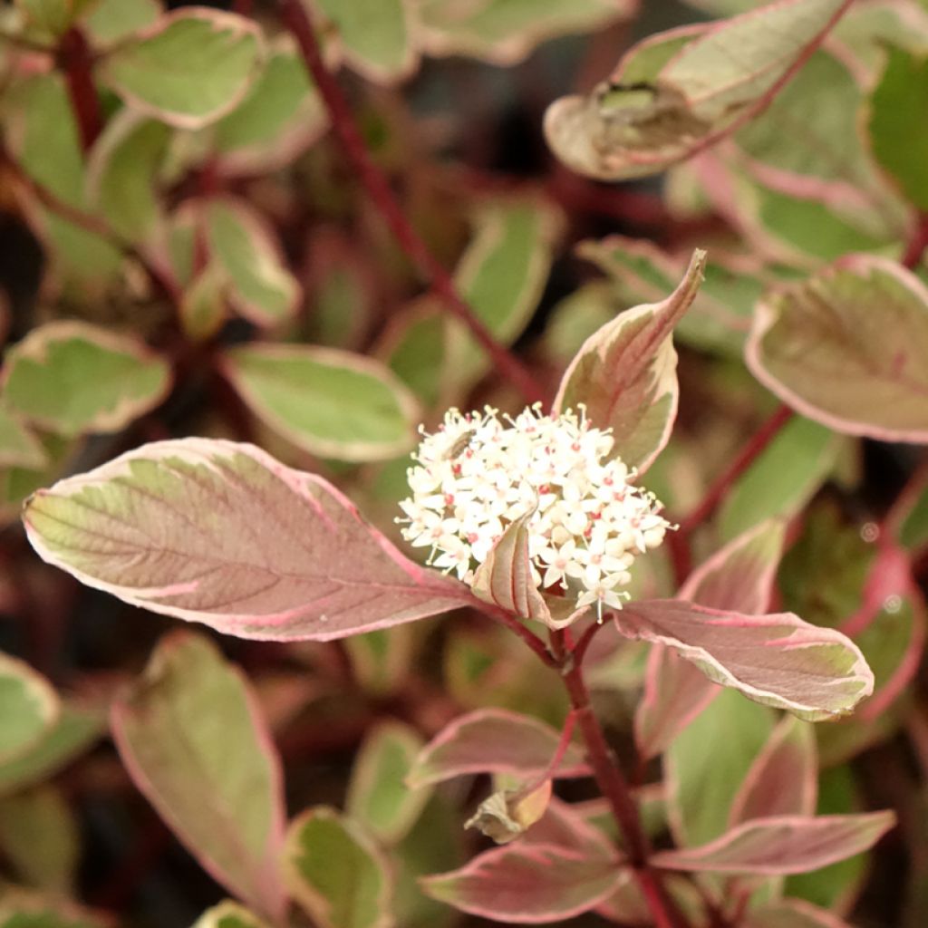 Corniso branco Miracle