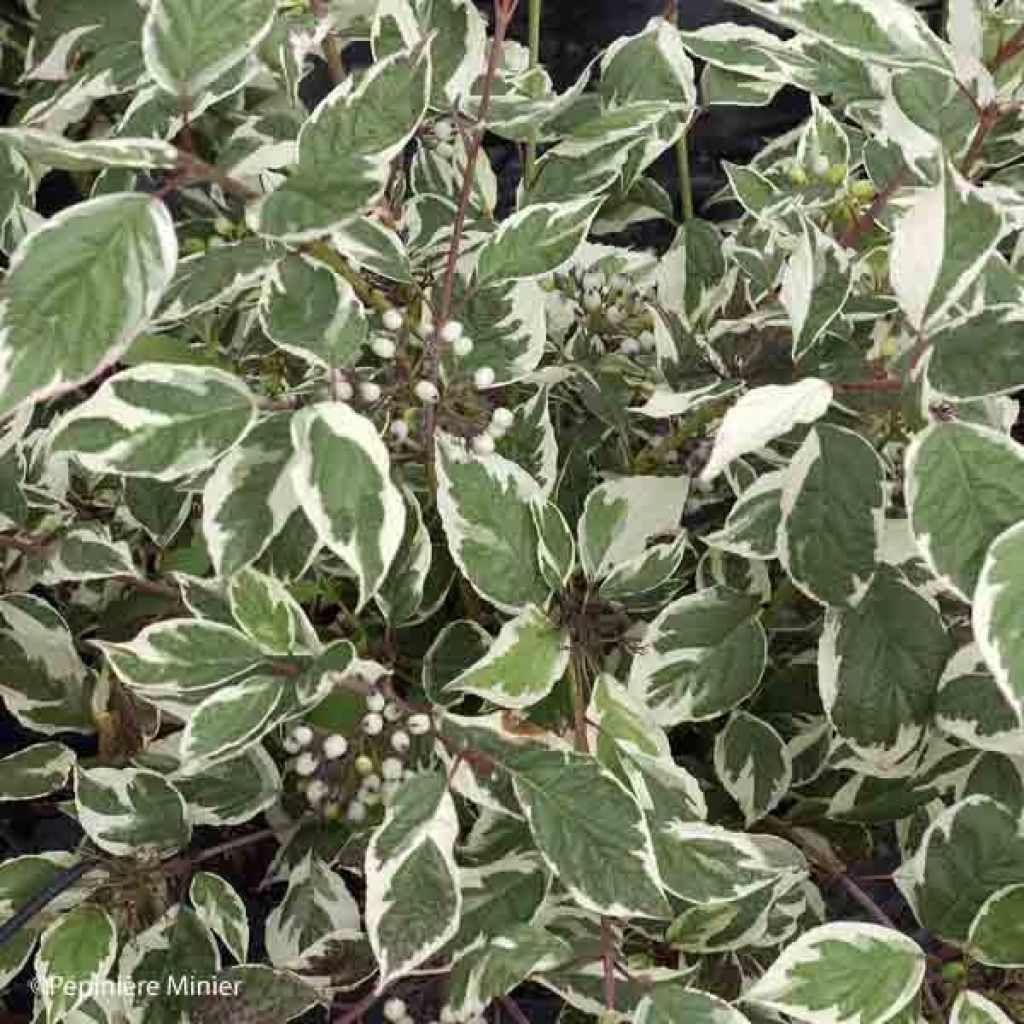 Cornus alba Sibirica Variegata - Cornouiller blanc