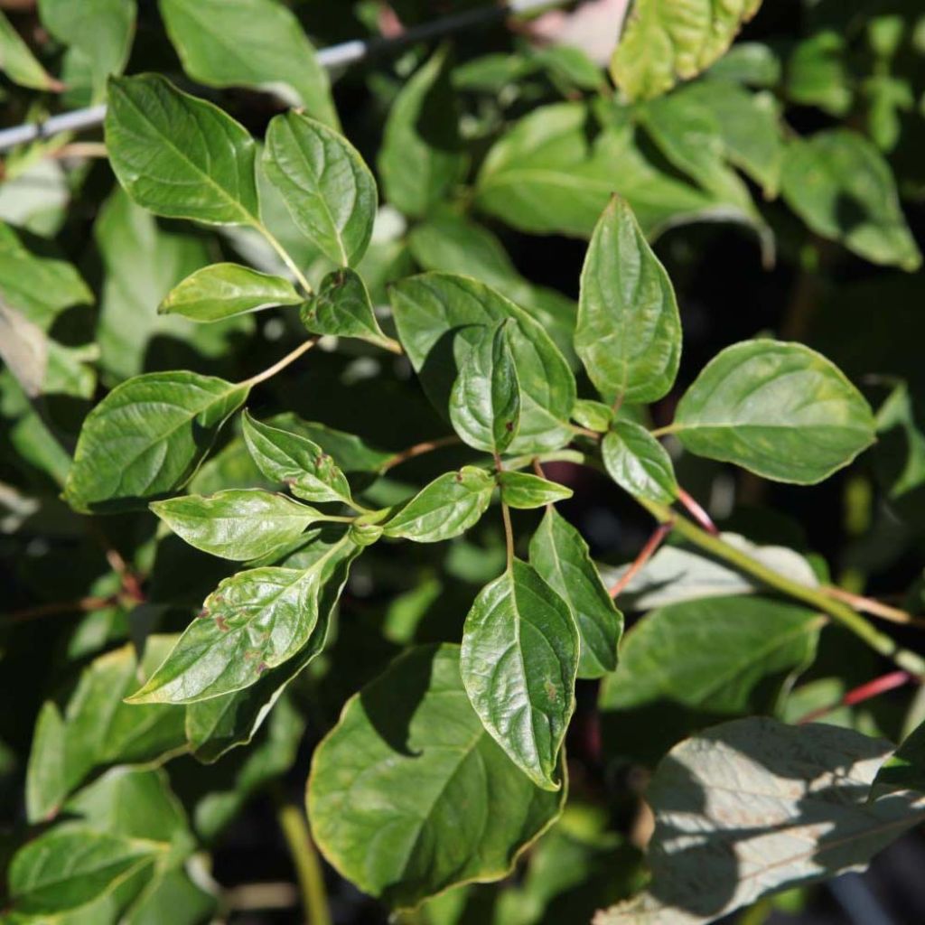 Cornus alternifolia - Cornouiller à feuilles alternes