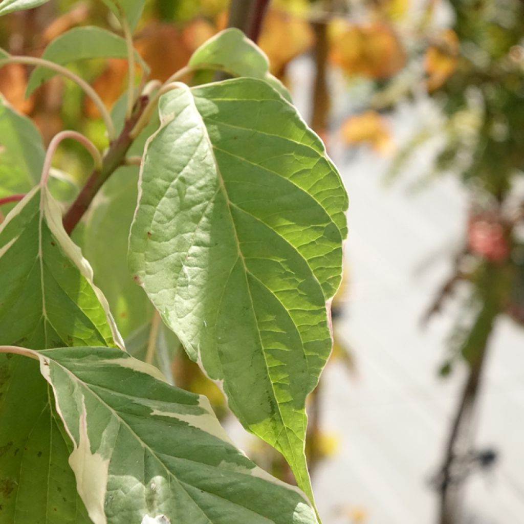 Cornus controversa Marginata Nord