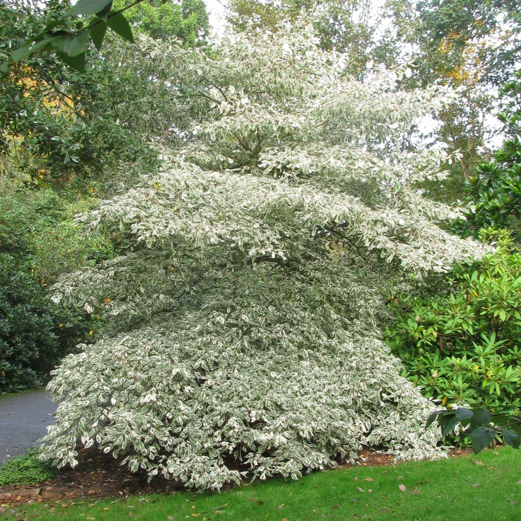 Cornus controversa Variegata - Cornouiller des Pagodes panaché