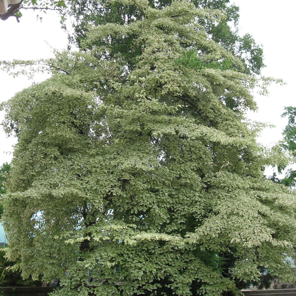 Cornus controversa Variegata - Cornouiller des Pagodes panaché
