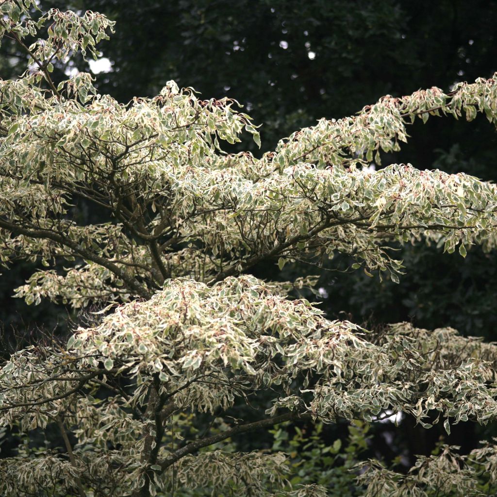 Cornus controversa Variegata - Cornouiller des Pagodes panaché