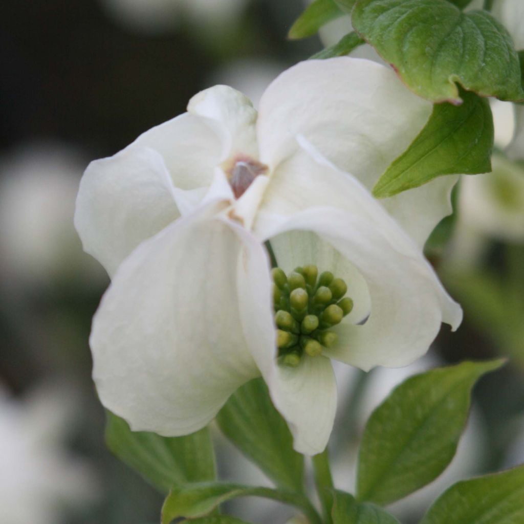 Cornus florida Cloud Nine - Cornouiller à fleurs d'Amérique.