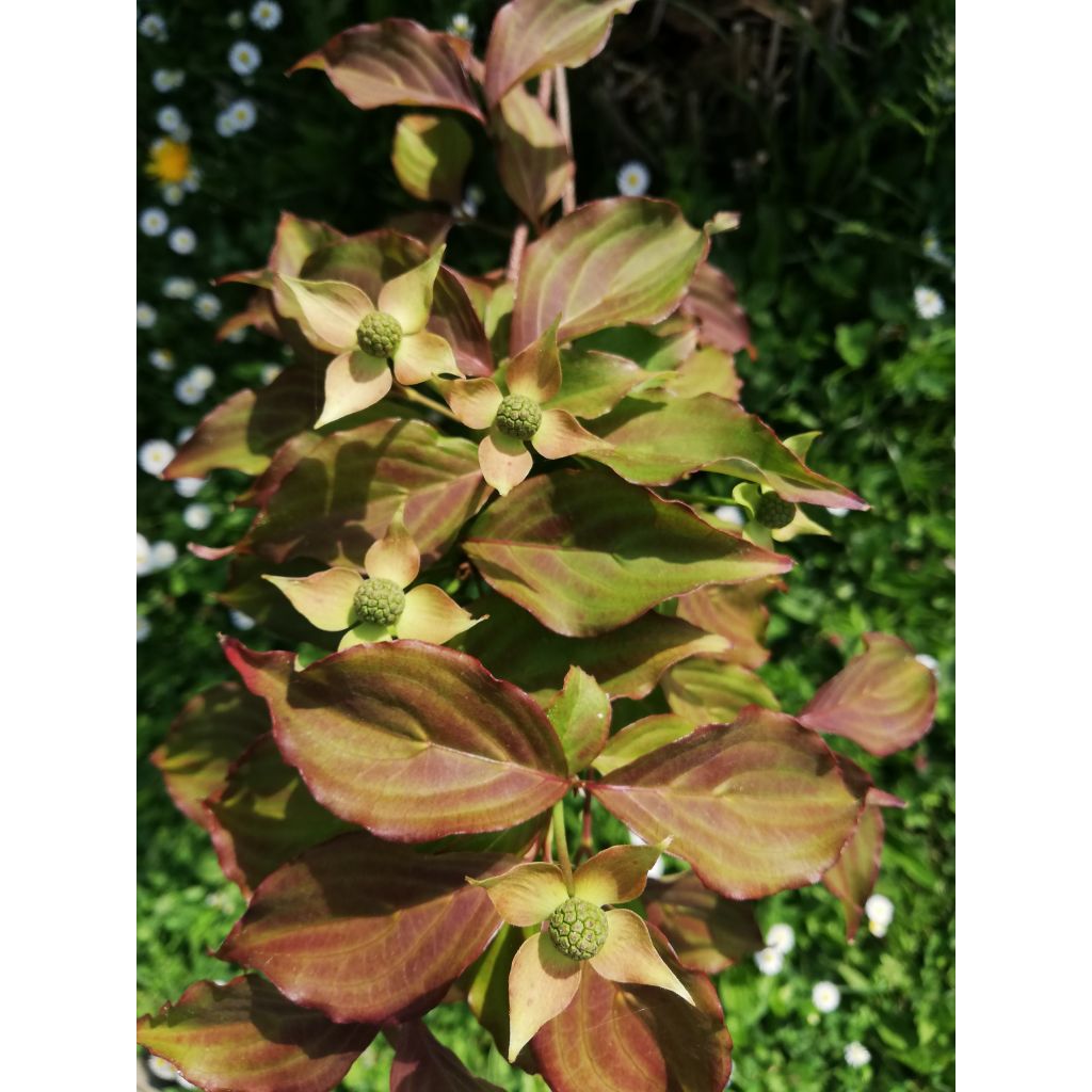 Cornus kousa Cappuccino - Cornouiller du Japon