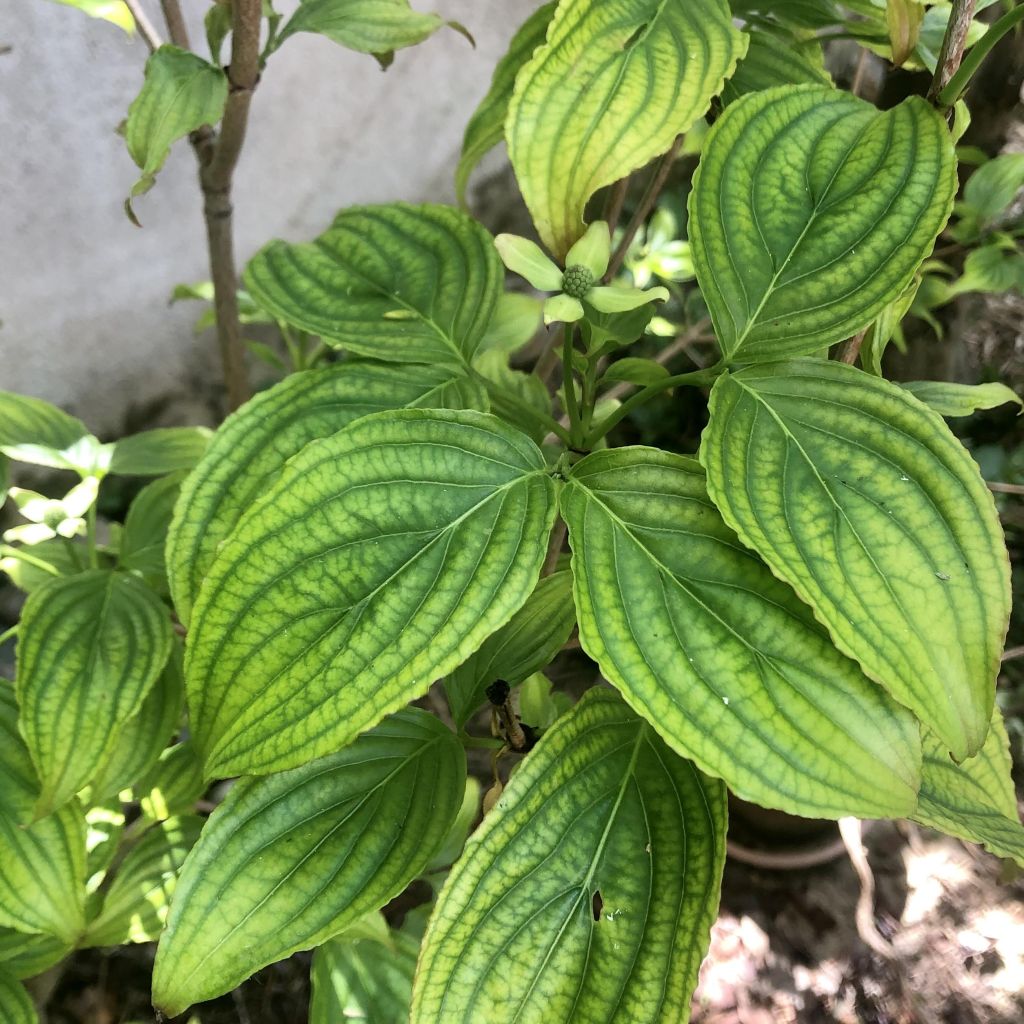 Cornus kousa Heart Throb - Cornouiller du Japon