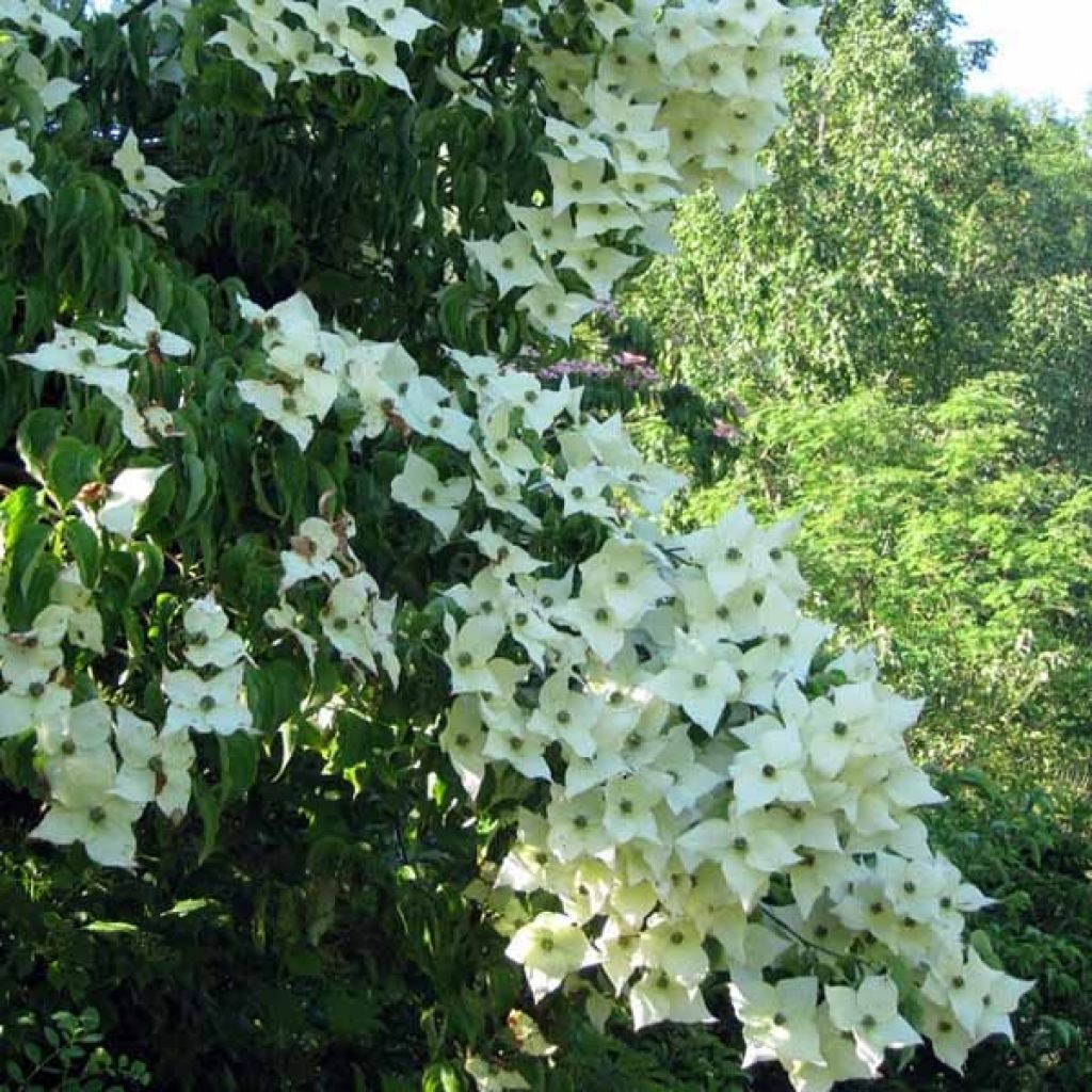 Cornus Kousa Milky Way- Cornouiller du Japon blanc