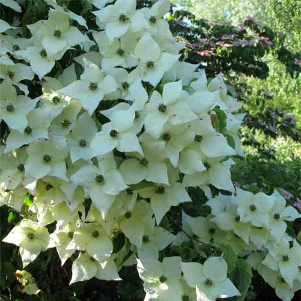 Cornus Kousa Milky Way- Cornouiller du Japon blanc