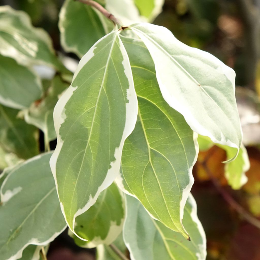 Corneiro-do-japão Samaritan - Cornus kousa
