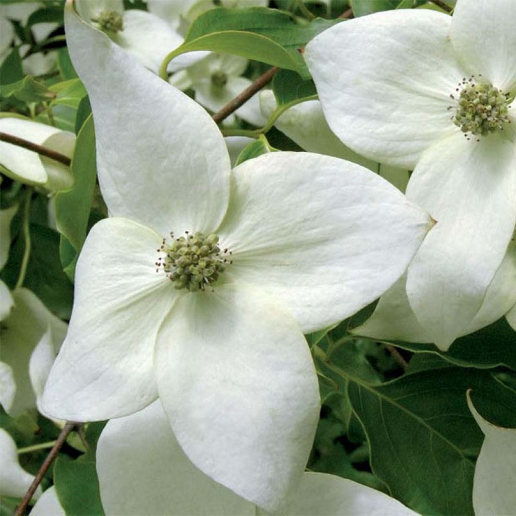 Cornus kousa var. chinensis Great Star - Cornouiller à fleurs