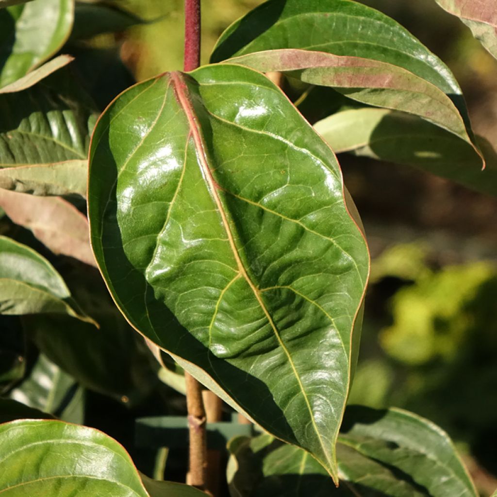 Cornus kousa Venus