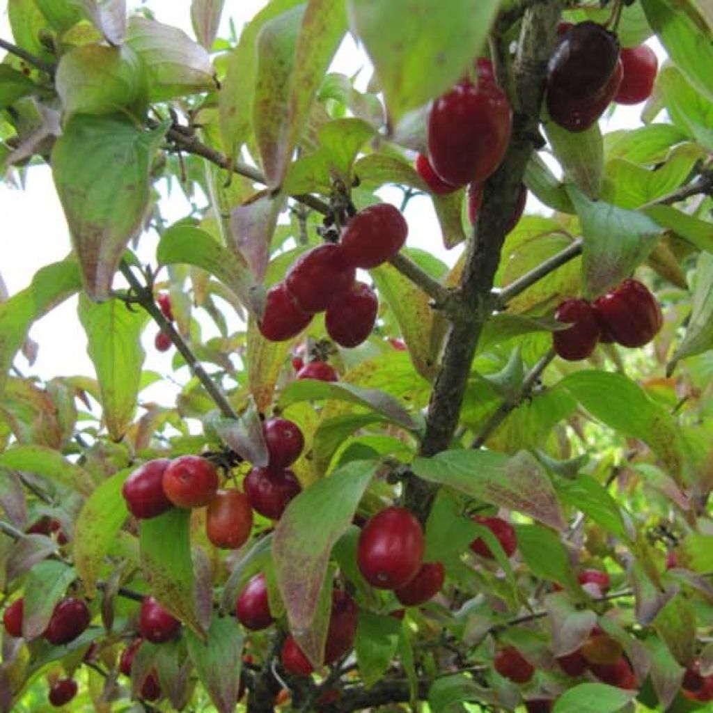 Cornus mas - Cornouiller mâle