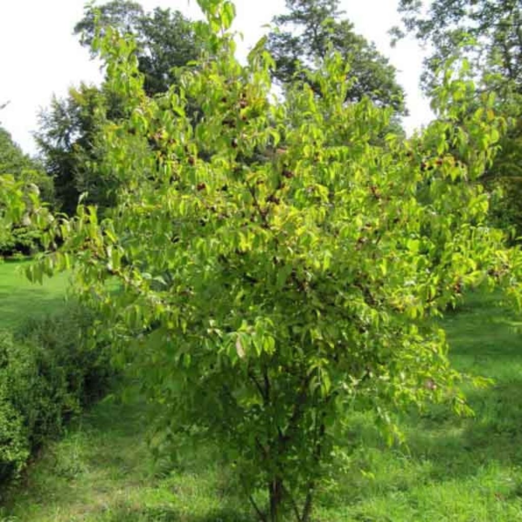 Cornus mas - Cornouiller mâle