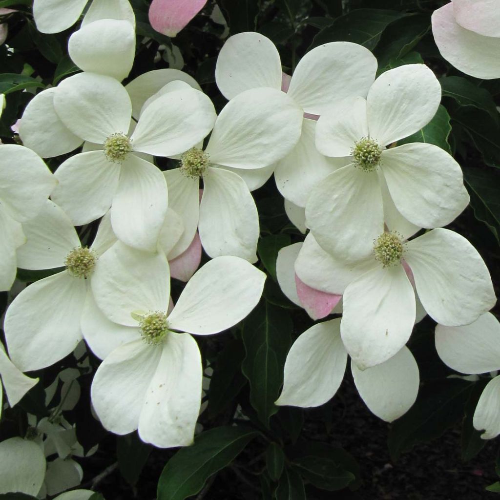 Cornus Norman Hadden - Cornouiller à fleurs