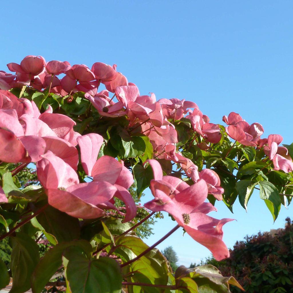Cornus kousa Satomi - Cornouiller du Japon rose