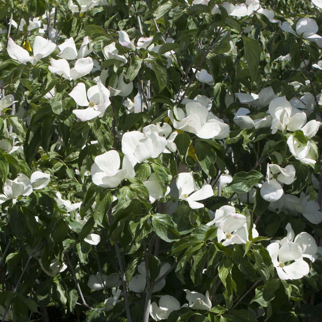 Cornus kousa Venus - Cornouiller du Japon blanc