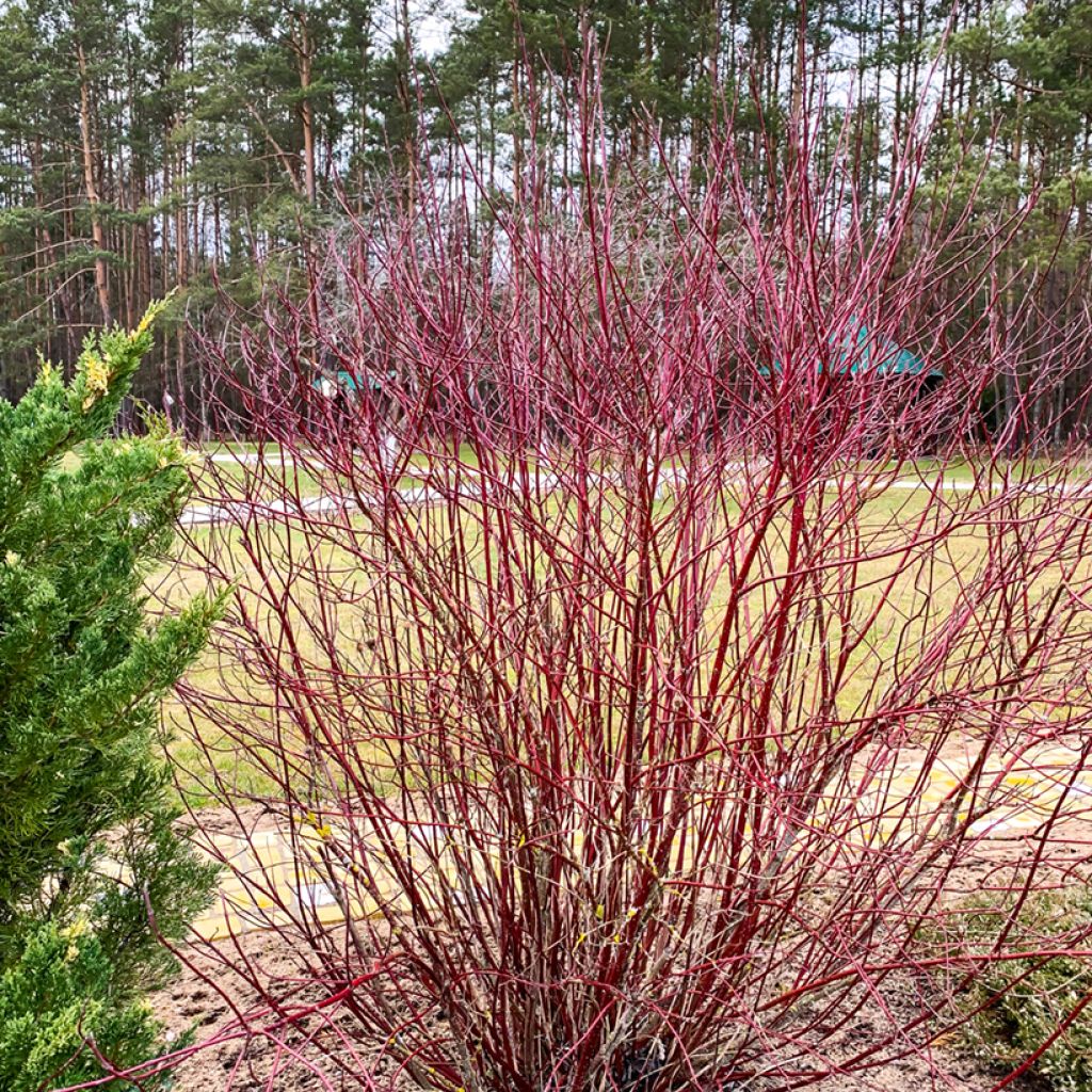 Cornus sanguinea - Cornouiller sanguin