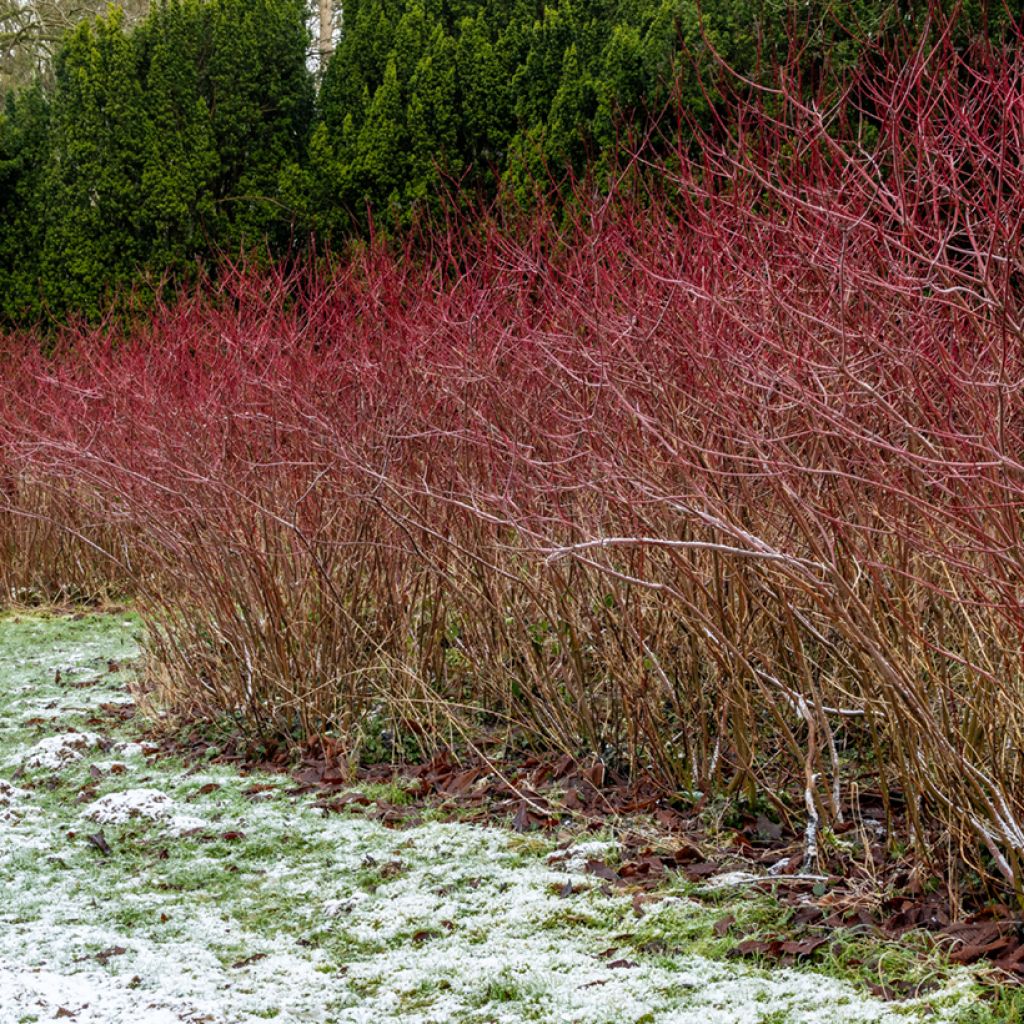 Cornus sanguinea - Cornouiller sanguin