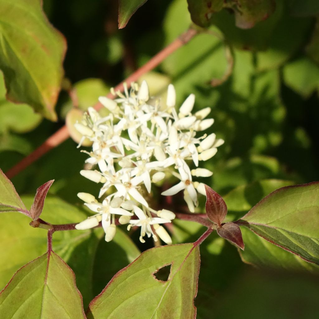 Cornus sanguinea Mid Winter Fire